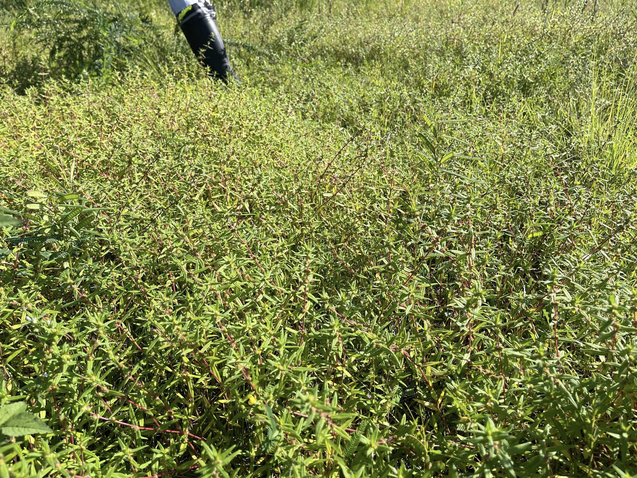 オオフタバムグラの大量繁茂